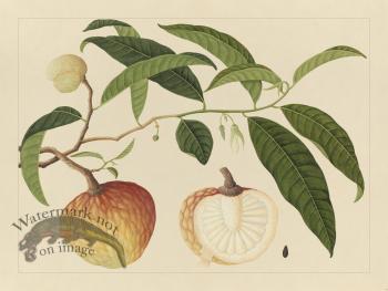 Andalas Botanicals 19